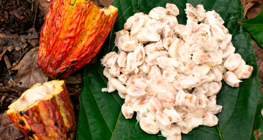 Cacao peruano: 3 razones por las que conquista al mundo