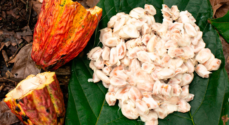 Cacao peruano: 3 razones por las que conquista al mundo